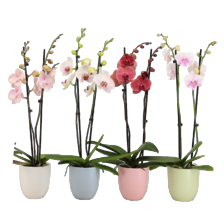 Phalaenopsis in sierpot